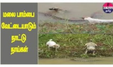 Dog Fighting in Snake at River - மலைபாம்பை வேட்டை ஆடும் இரண்டு நாட்டு  நாய்கள்